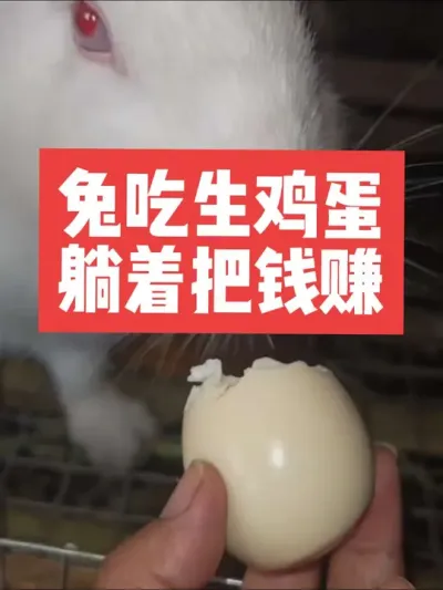 兔吃生鸡蛋，躺着把钱赚 #三农#养殖#兔子#养兔子#养兔人
