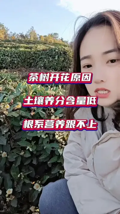 #茶树开花结籽防治措施 #茶园开花结籽原因#茶园冬季养护