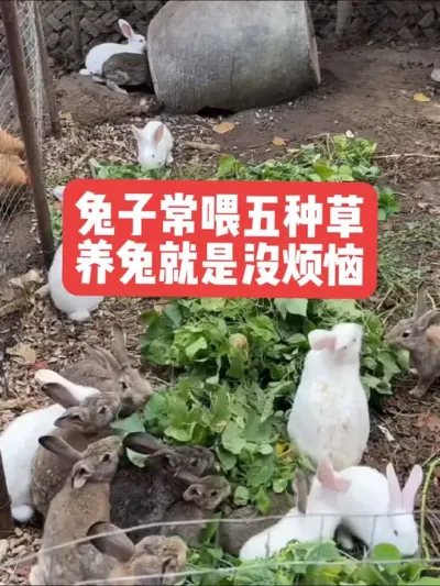 兔子常喂五种草，养兔就是没烦恼 #兔子#养殖#三农#养兔#养兔人