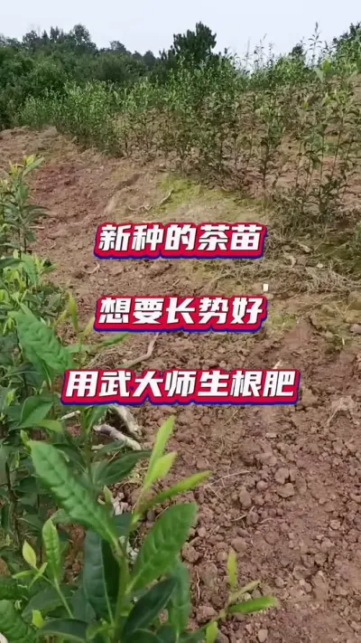 #茶苗移栽最佳时间 #茶苗种植管理要点#茶树种植环境与质量控制