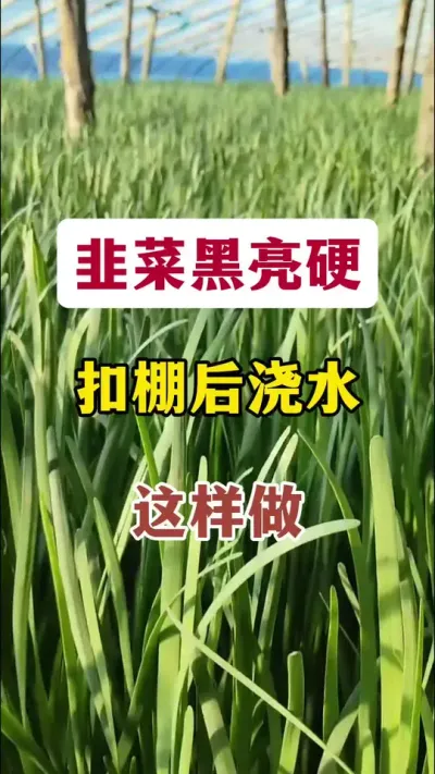 韭菜黑亮硬，扣棚后浇水这样做。#韭菜种植 #韭菜高产 #韭菜管理 #韭菜施什么肥根粗 #韭菜种植方法