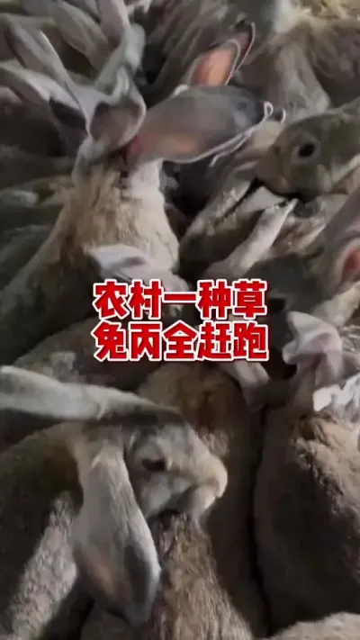 农村一种草 兔丙都赶跑#兔子 #养兔人 #养兔技术 #肉兔养殖 #科学养兔