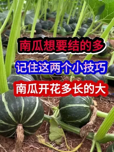 南瓜想要结的多记住这两个小技巧南瓜开花多长的大 #南瓜种植 #南瓜种植技术 #农业种植 #种植小技巧 #三农