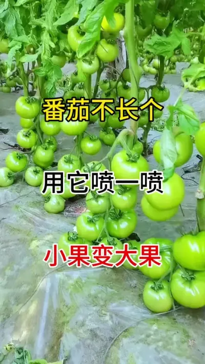 如果您的作物面临个头小，长不大个不用愁，用它喷一喷，小果变大，酸果变甜，不空不裂不畸形#膨果 #膨果肥 #抖音助农 #番茄种植