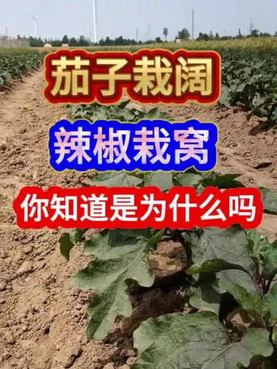 茄子栽阔辣椒栽窝你知道是为什么吗 #茄子种植  #农业种植 #种植小技巧 #分享农业知识帮农民增产增收 #辣椒种植