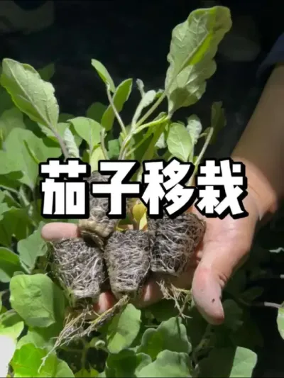 茄子种植，什么时候移栽到露天 #农业种植 #种植 #种菜 #三农