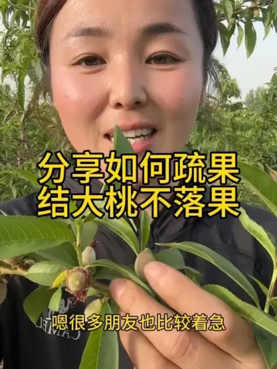 桃子疏果 #传播农业小知识 #分享农业知识帮农民增产增收 #果树管理技术 #自家果园