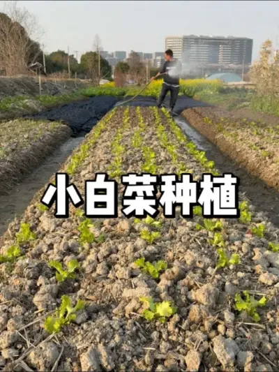 小白菜种植时间和方法 #种植 #种菜 #三农 #农业种植