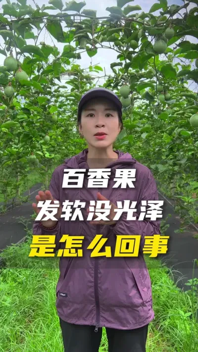 百香果果皮发软没有光泽除了缺水，还有大概率是这个原因。#百香果#百香果种植技术#农业种植#抖音助农#三农