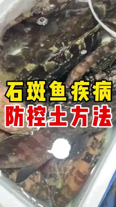 防止石斑鱼疾病的土方法#水产养殖 #养鱼日记 #石斑鱼 #石斑鱼养殖技巧 #三农