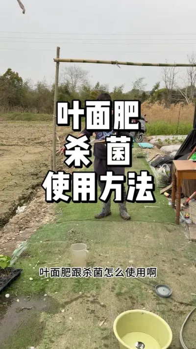 蔬菜小苗怎么杀菌和补充微量元素 