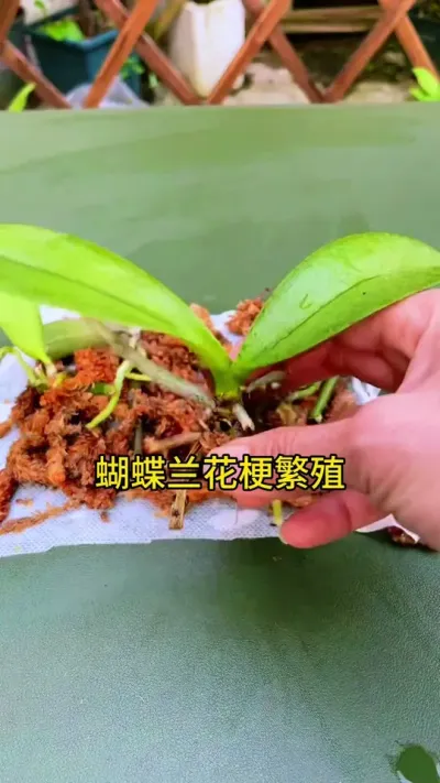蝴蝶兰剪下来的花梗不要扔，用它来繁殖一盆变多盆#花卉绿植 #种植小技巧 #养花小知识 #蝴蝶兰