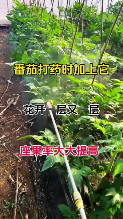 开花少，花弱，落花落果，都可以使用它#西红柿种植 #种植小技巧 #促花保果