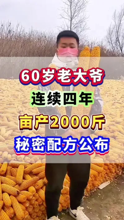 60岁老大爷，连续四年亩产2000斤，秘密配方公布！#玉米种植 #玉米高产 #玉米施肥 #玉米种植管理技术