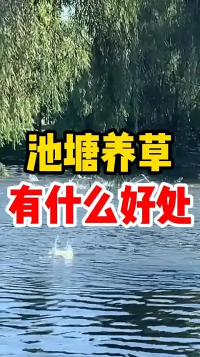 池塘养草有什么好处 #养鱼 #养鱼人 #鱼塘  #养殖人加油 #生态环境