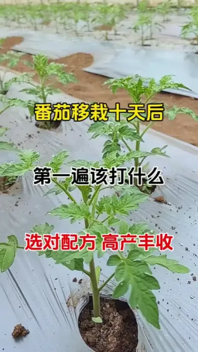 番茄移栽十天后。第一遍药该打什么？选对配方很重要#番茄种植 #病害防治 #农业种植 #番茄疫菌清