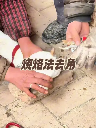 羊去角之烧烙法 先固定好羔羊四肢，打一针破伤风，固定住羊头，用剪刀剪掉羊角，将烙铁在炭火中烧至暗红，将烧红的烙铁对准角基部旋转烧烙，直到表层皮肤破坏并伤及角质组织，烙完给羊抹烫伤膏，之后羊角不再生长#