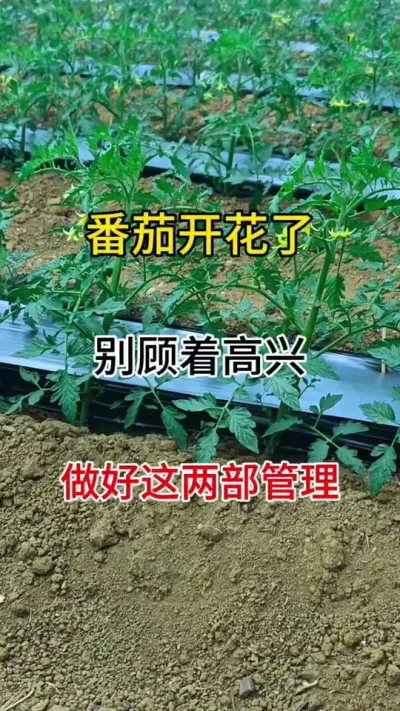 番茄开花了，别顾着高兴，及时做好这两项工作#促花保果 #促花芽分化 #西红柿种植