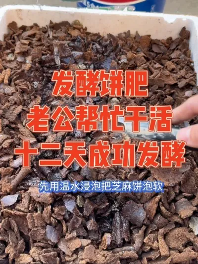 都说饼肥才是最贵的有机肥，为了春播做准备，第一次发酵芝麻饼干肥，在老公的帮助下成功发酵了40多斤，媳妇简直夸得不行#发酵饼肥 #饼肥 #记录真实生活 #强迫症治愈系 #耙耳朵的幸福生活