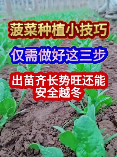 菠菜种植小技巧仅需做好这三步出苗齐长势旺还能安全越冬 #菠菜种植 #农业种植 #蔬菜种植 #三农 #分享农业知识帮农民增产增收