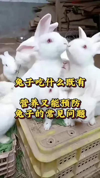兔子吃什么既有营养，又可以预防兔子的常见问题#肉兔养殖 #兔子 #养兔人 #养兔子注意事项 #科学养兔