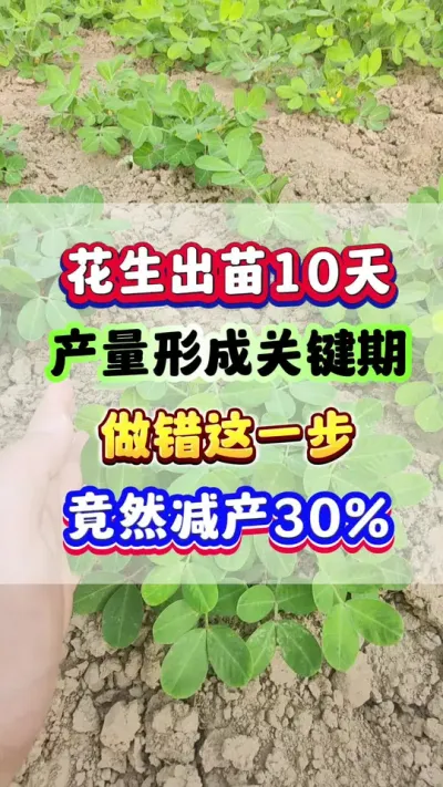 花生出苗10天后，产量形成关键时期，做错这一步，竟然减产30%！#花生种植  #花生高产  #花生种植管理技术 #花生施肥  #农业种植