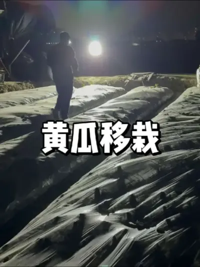 黄瓜什么时候移栽到露天，种植注意事项 #农业种植 #蔬菜种植 #种植的乐趣