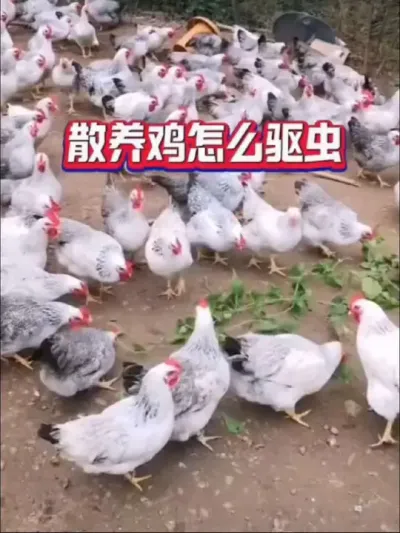 春天散养鸡必须驱虫，驱虫彻底就用阿笨伊维内外驱#鸡驱虫 #养鸡技术 #科学养鸡 #鸡病防治 #养鸡人