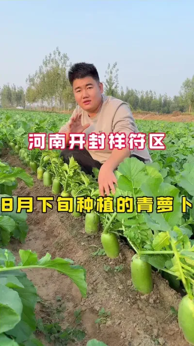 青萝卜 #青萝卜，河南开封祥符区8月下旬种植的青萝卜，看一下表现。