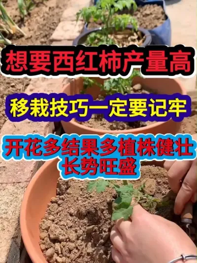 想要西红柿产量高移栽技巧一定要记牢开花多结果多植株健壮长势旺 #番茄种植 #种植小技巧 #农业种植 #西红柿种植 #服务三农支持三农