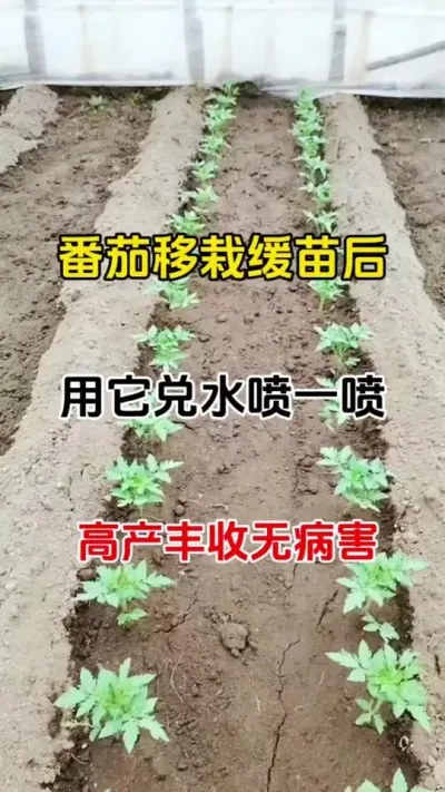 番茄移栽缓苗后，用它兑水喷一喷，番茄高产无病害#番茄种植技术 #抖音助农#番茄病害防治 #三农种植