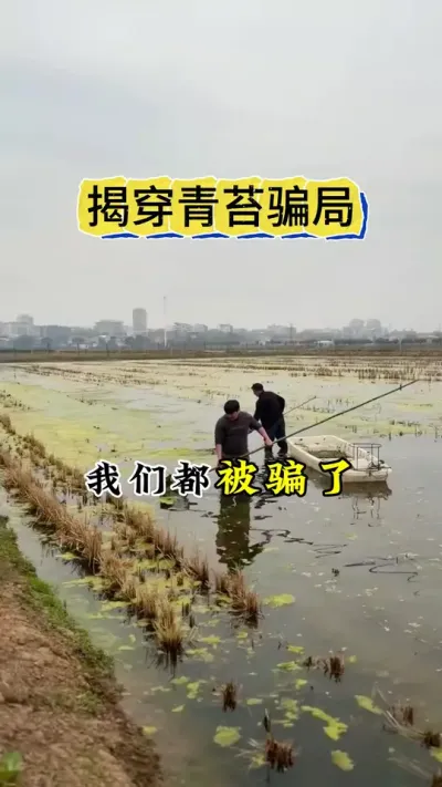 揭穿那些青苔骗局#螃蟹养殖 #河蟹养殖 #大闸蟹养殖 #三农 #鱼虾蟹养殖 @DOU+小助手