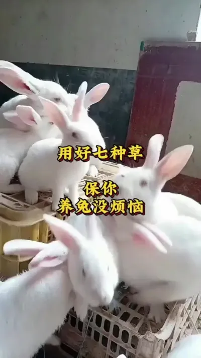 用好七种草，保你养兔没烦恼 #养兔人 #兔子 #肉兔养殖 #养兔技术