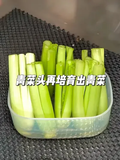 懒人种菜好方法！水培青菜头，轻松实现自给自足 #种植小技巧 #园艺小妙招 #在家种菜 #水培蔬菜 #万物皆可种草