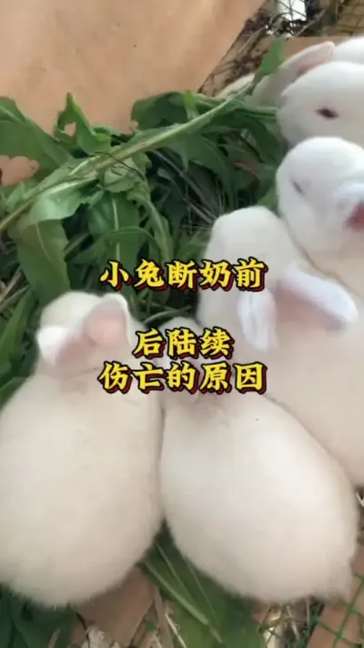 小兔断奶前后陆续伤亡的原因 #养兔人 #兔子 #肉兔养殖 #养兔技术交流中心#养兔三分靠管理七分靠技术
