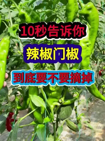 10秒告诉你辣椒门椒到底要不要摘掉 #辣椒种植 #辣椒种植技术 #农业种植 #种植小技巧 #三农