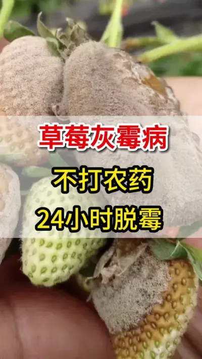 灰霉病不用打农药，轻松搞定不复发#灰霉病#三农#草莓🍓