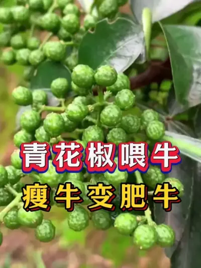 青花椒喂牛，瘦牛变肥牛 #养牛人 #养殖 #三农 #支持三农扶持三农发展 #牛羊养殖