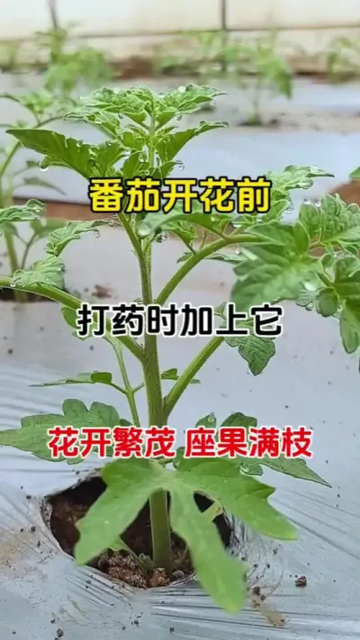 番茄开花前，打药时加上他，花开不停，结果不断，产量大增，减少落花落果，畸形花畸形果，瓜果蔬菜等开花结果类都可用#促花保果 #番茄种植 #农业种植