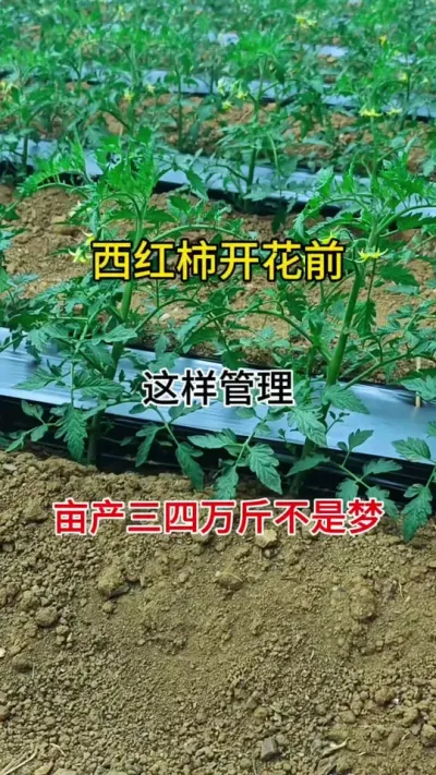 番茄开花前这样管理，亩产三四万斤不是梦#西红柿种植 #抖音助农 #促花保果