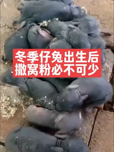 冬季仔兔出生后，撒窝粉必不可少 #兔子#养兔子#养殖#三农#养兔人