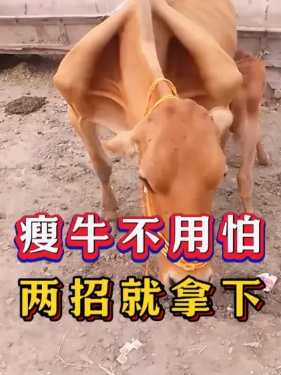 瘦牛不用怕两招就拿下 #养牛人 #养殖 #三农 #支持三农扶持三农发展