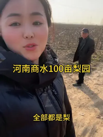 今天来到河南商水100亩梨园，分四家管理亩产万斤，效益不错，就是前期树形管理有偏差#传播农业小知识 #分享农业知识帮农民增产增收 #农业种植 #传递正能量