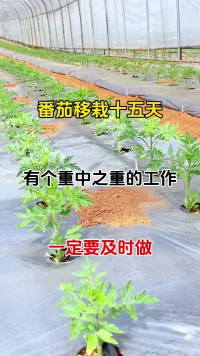番茄移栽后，重中之重要的工作，就是预防病害，选对配方很重要#番茄种植#病害防治 #农业种植
