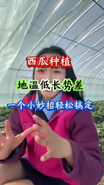 西瓜种植 地温底西瓜苗长势差一个妙招轻松搞定#西瓜种植 #西瓜管理 #增产增收 #农业种植