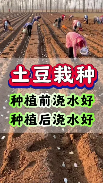 种土豆之前浇水好？还是种之后浇水好？#土豆种植 #种植小技巧 #马铃薯 #分享农业知识帮农民增产增收 #新农人计划2024