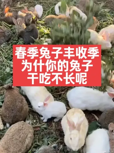 春季兔子丰收季，为什么你的兔子干吃不长，繁殖率低，容易生丙呢 #兔子#养殖#三农#养兔人#养兔子