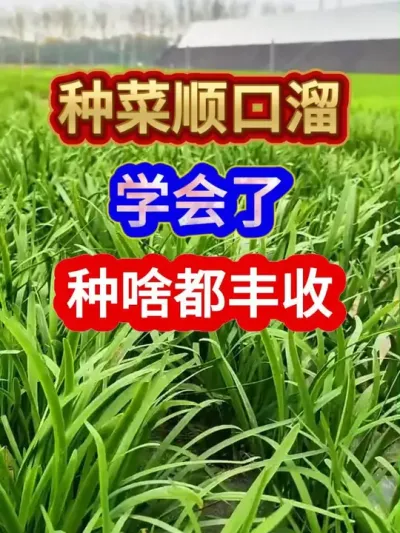 种菜顺口溜学会了种啥都丰收 #农业种植 #种植小技巧 #蔬菜种植 #服务三农支持三农 #分享农业知识帮农民增产增收