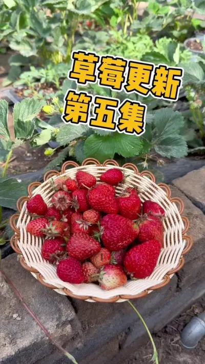 新人小白种草莓的第五集，年后草莓爆花后没有及时管理，导致草莓花瓣枯萎，损失惨重，最后只收获了一小篮子，后悔种这么多草莓！呜呜🥹#草莓 #草莓种植 #强迫症治愈系 #种植小技巧 #草莓熟了