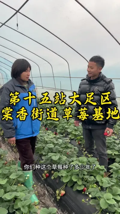 今天来到一个草莓种植基地，种的不错，向他们学习#大足 #返乡创业新农人